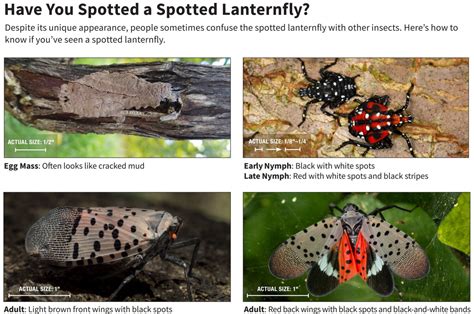 egg china ppc agency|Invasive Spotted Lanternfly reported in Houston region, experts .